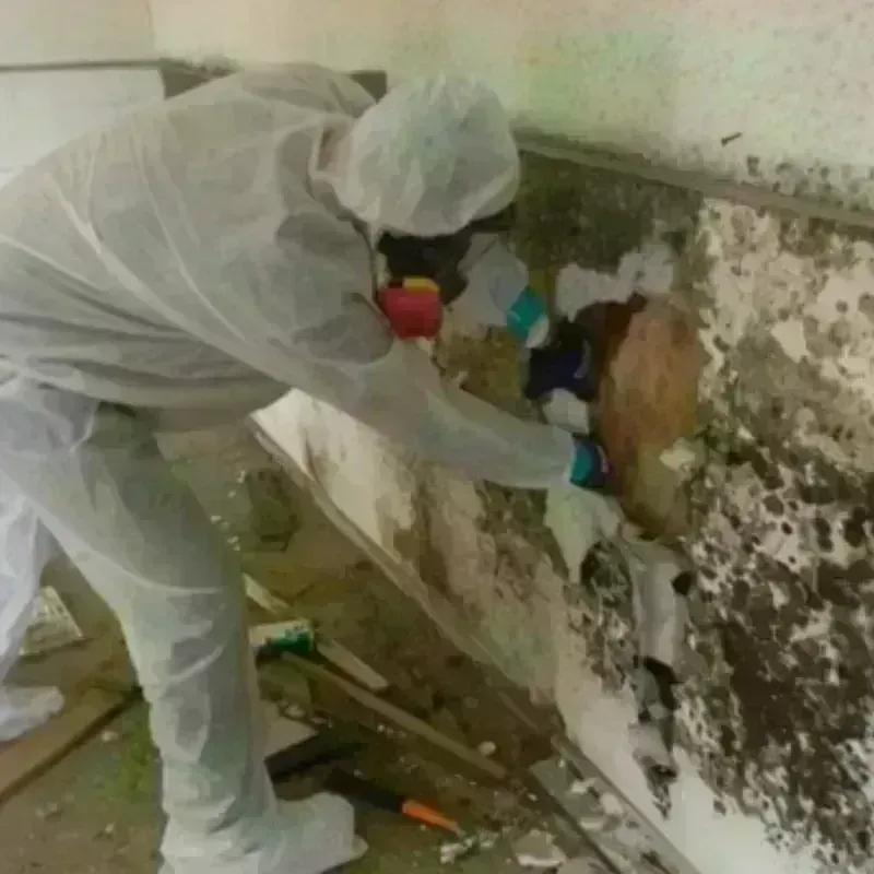 Mold Remediation and Removal in Burton, OH